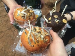 l3ts-get-fri3d:  pookiebuns:  Magic muffins 🍄🌀✈️🌈  Yes