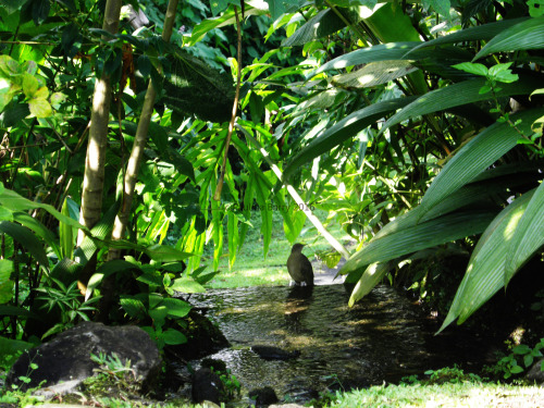 paulinabarryphoto:  Small bird dipping her toes, Costa Rica