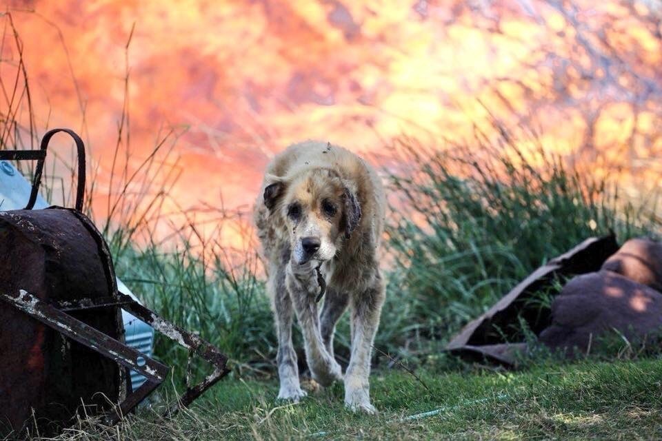 stratisxx:  The Athens fires were purposely set. 15 fires started simultaneously.