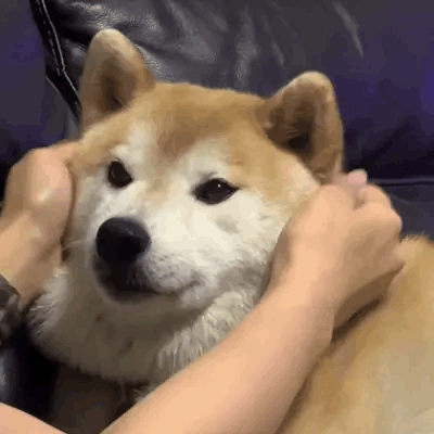 💛doggo Location Phone Guy Stimboard🐕