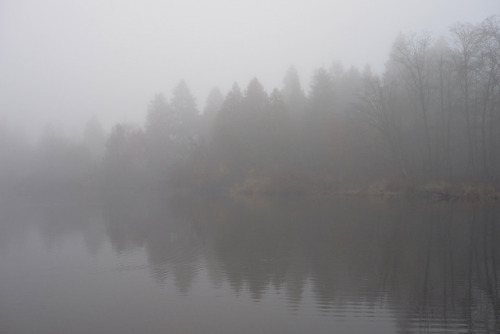 lost lagoon - fogstanley park, vancouver, bc