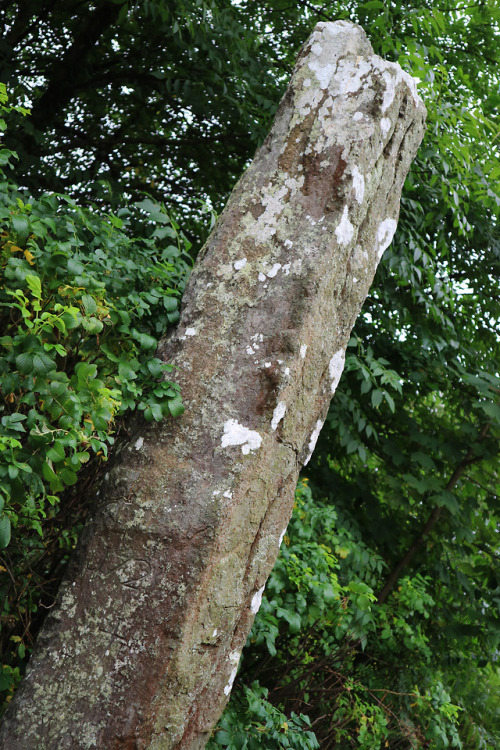 Trefllys Standing Stone, Pentrefelin, nr. Porthmadog, North Wales, 28.8.18.Hidden in plain site righ