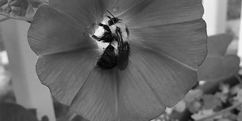 moonblossom:  kinpunshou:  so this morning i was playing with the slow-mo mode on my phone, hoping to get a majestic vid of a bumblebee taking off but instead i found this dumbfuck  Oh my god its little flailing legs. I’m dying. 