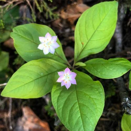 Western Starflower, Lysimachia latifolia (Primulaceae).  #lysimachialatifolia #trientalislatifolia #