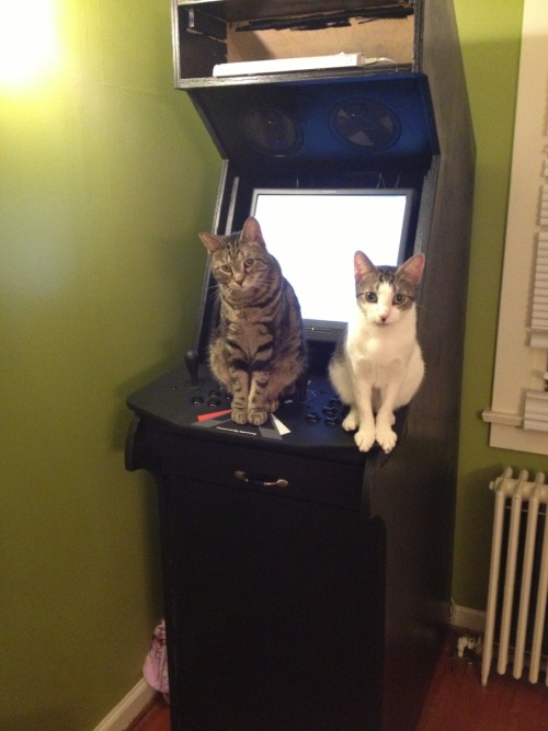 Arcade kitties.They are playing Contra.They are super good at it.
