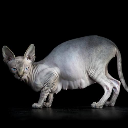 This would make the perfect partner for @loki_the_sphynx#sphynxcats @cats_of_instagram #nakedcats