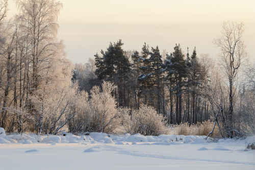 snowy woods