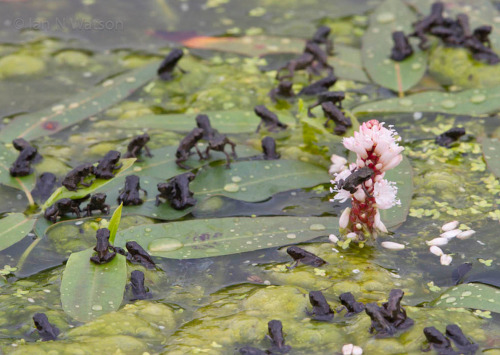 toadschooled:A swarm of newly morphed European common toads [Bufo bufo] all testing out their brand 