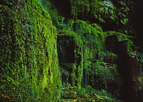 swampnymphs:  mossy waterfall in south island
