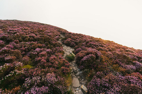 archatlas: Isle of Man Purple Heather Bloom Mikael Buck