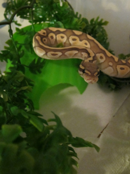 some recent photos of the littlest snoot. the bottom photo is from today - he took his rat despite g