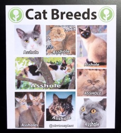 obviousplant: The many breeds of cats. More stuff like this on Facebook | Instagram 