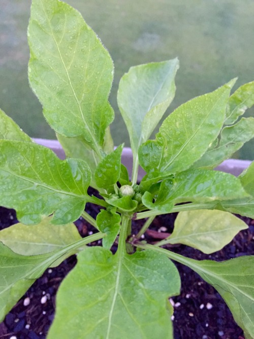 Pepper buds I forgot to post! They&rsquo;re actually almost ready for harvest by now.