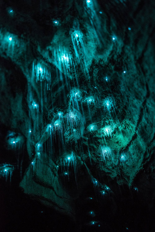 bogleech:bughaze:landscape-photo-graphy:Glowworms Illuminate New Zealand’s CavesPhotographer S