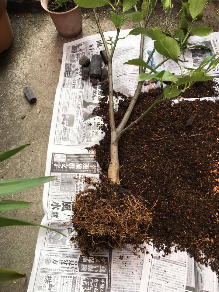 かめちゃんのレモン部日記 レモンの木の植え替えしました