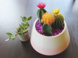 mytinyadventures:  Cacti garden diy