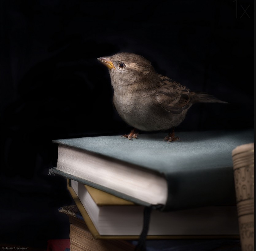 maya47000:  Gorrion de biblioteca by Javier Senosiain 