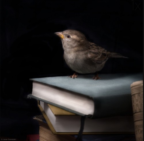 maya47000:  Gorrion de biblioteca by Javier Senosiain 
