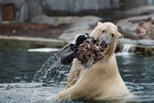 southernsideofme:The polar bear in Copenhagen Zoo gets a cow head about once a week.