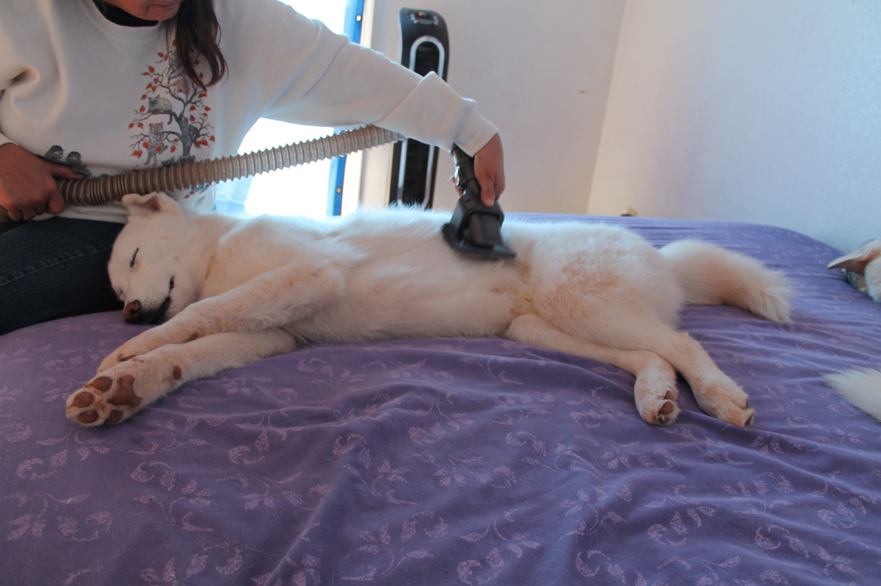 6woofs:  mithrel:  6woofs:  Luka being vacuumed. He loves it. :] Usually he stretches