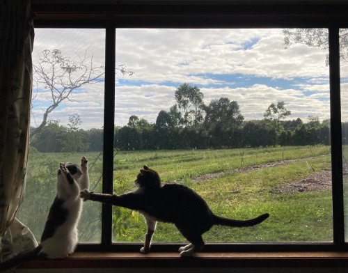 henk-heijmans:Two cats on a window sill,