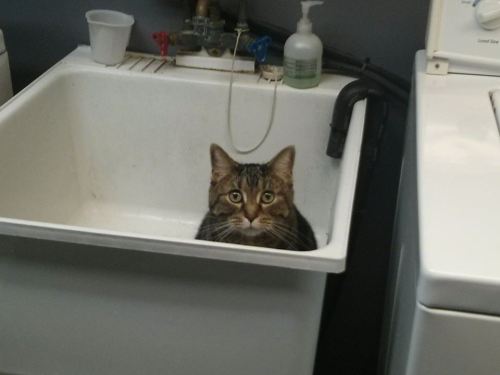 getoutoftherecat:get out of the sink cat. that’s where my laundry goes.