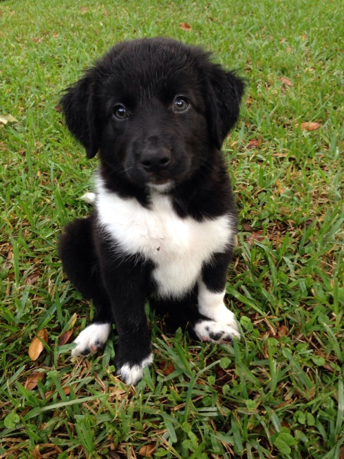 chumbukkit:  I got to pet so many pups today 