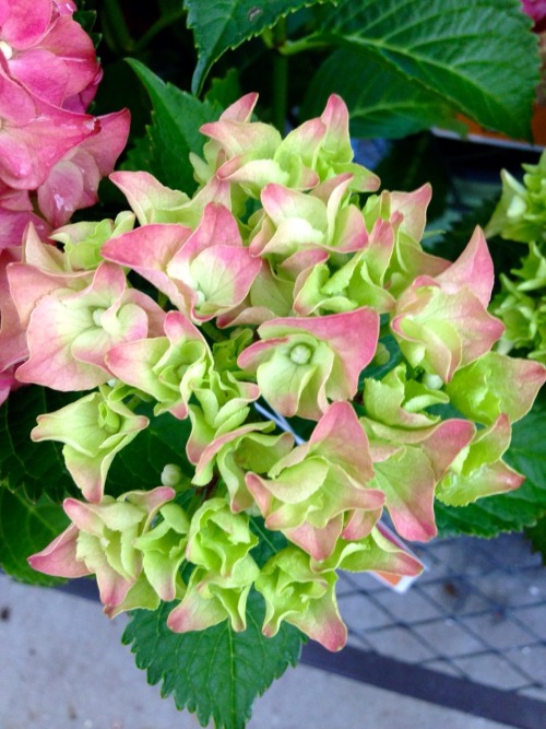 6.24.16 - Progression of a “Red Beauty” hydrangea developing colors!