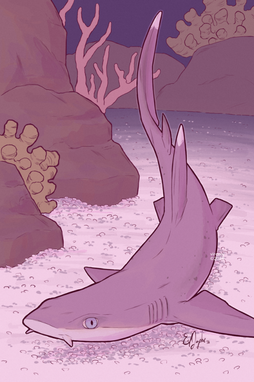 vireosy: whitetip reef shark for @swimonzine! it’s a pleasure to have been a part of this proj