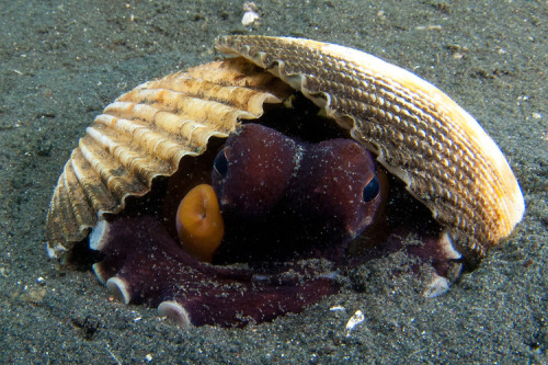 captain-jane-schway: Holy shit you guys coconut octopi are the most precious animals in the world So