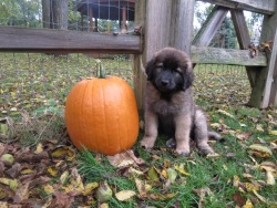 sluttyoliveoil:  sluttyoliveoil:  mapletheleonberger:  Maple one year ago, and Maple present day!  wow that pumpkin has not aged one bit! amazing  I got hate messages about the pumpkin in thjs comment 