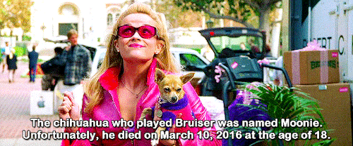 Legally Blonde (2001) + IMDB Trivia