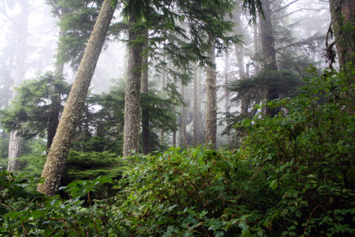 bright-witch:Oregon Coast Old Growth, by me. Please do not remove credit!My Blog/My Flickr