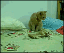 cartel:  gifs; cats freaking out 