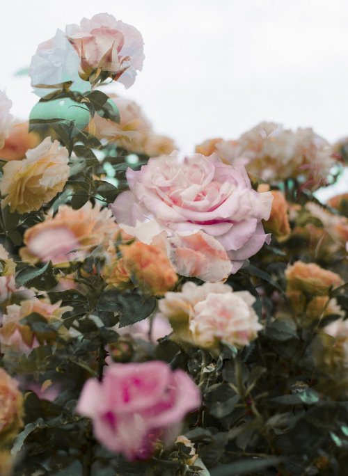 anthony-samaniego:rose season 