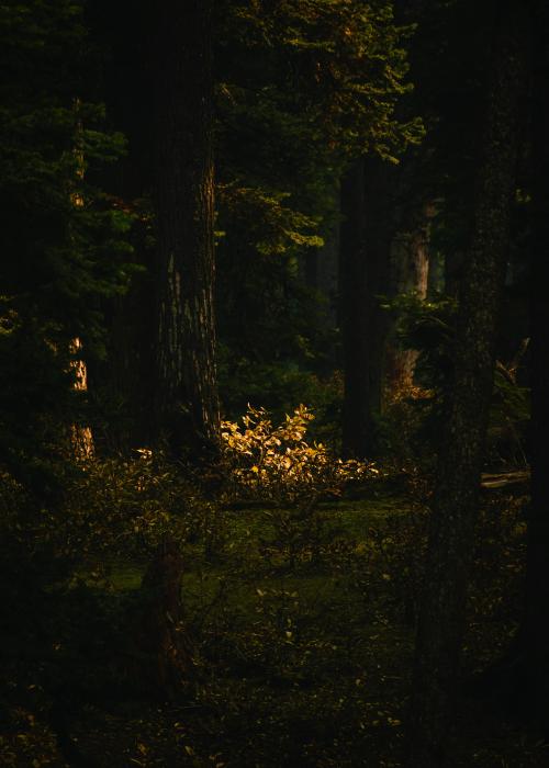 oneshotolive:  A last light. Doodhpatri, Kashmir. [4000*5062] (OC) 📷: bondbu 