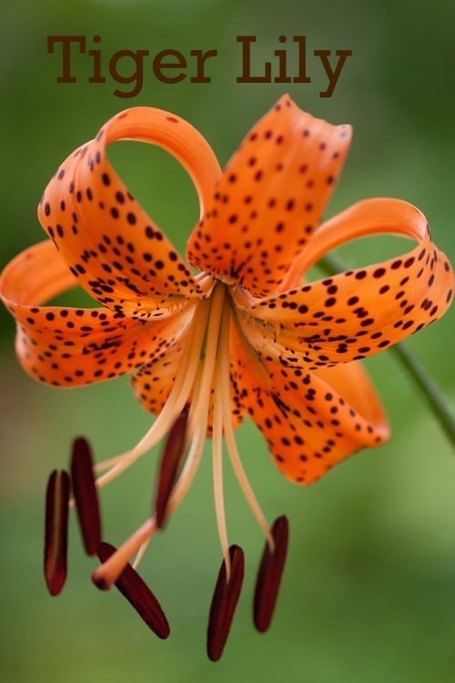 Alright (cracks Knuckles) Time To Look Up What Flowers Mean.