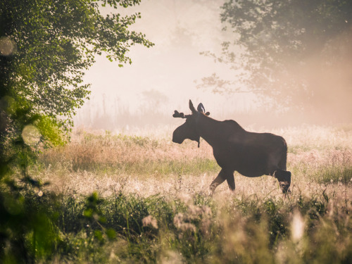 MooseŁoś