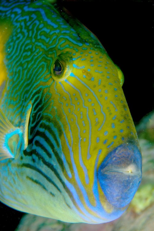 Six-Spined Leatherjacket by Klaus Stiefel