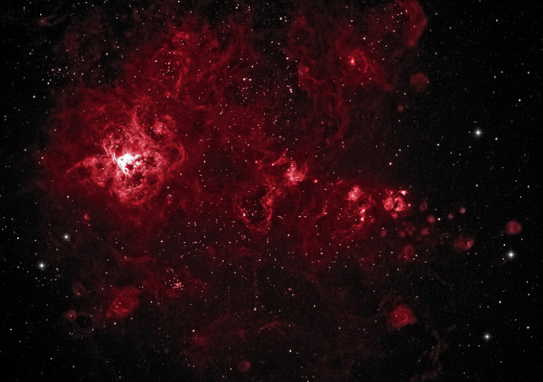 galaxyshmalaxy: Tarantula Nebula NGC 2070: H-alpha - 2011 (by Joseph Brimacombe)