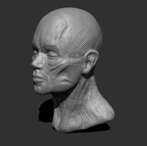 ecorche head sculpt.