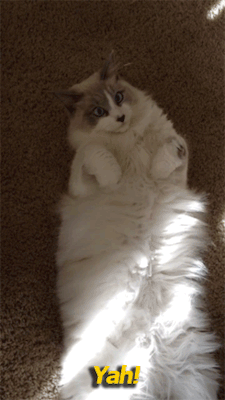 beppski:Sausage Cat