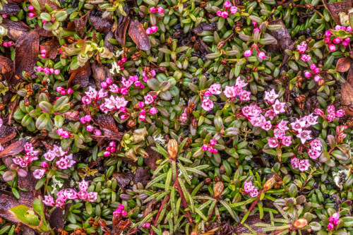 uafairbanks:Wildflowers in Denali National Park.