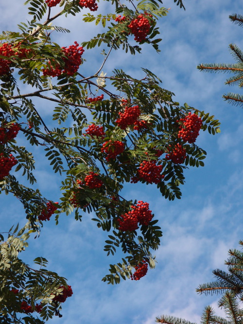 Sorbus aucuparia — rowan a.k.a. mountain-ash