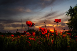 jnasir:Poppies at sunset by Nico54