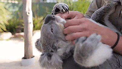 thenatsdorf:  Imogen, the koala, loves cuddles and belly rubs. [video] 