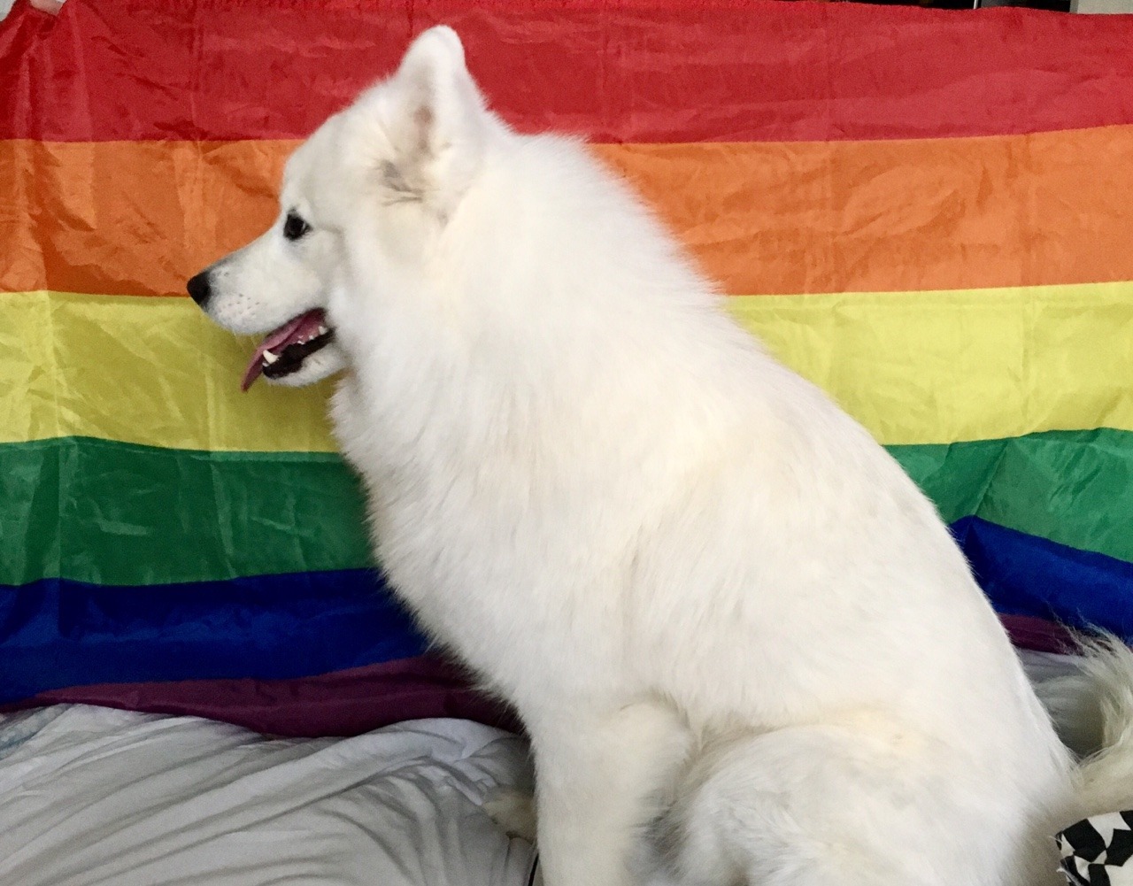 tyridot: this is what a True Ally looks like…
