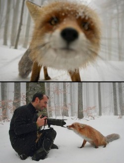 Curious and brave (a photographer interacts