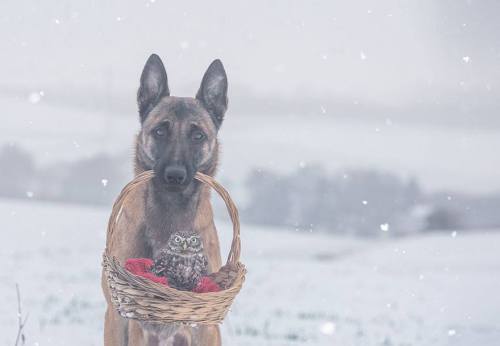 avianawareness:The Unlikely Friendship Of A Dog And An Owl by A Professional Animal Photographer Tan