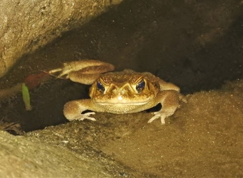 A pair of giant toads [Rhinella horribilis] enjoying a refreshing dip in a stream in Antioquia, Colo